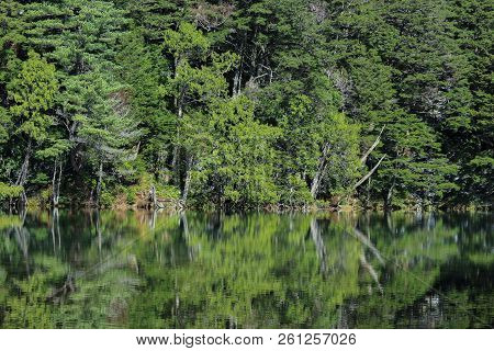 Natural Green Leaves Tree Forest With Reflection On Myojin Pond At Japanese Alps Kamikochi Nagano.