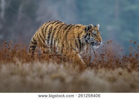 Siberian Tiger (panthera Tigris Altaica), Also Known As The Amur Tiger.