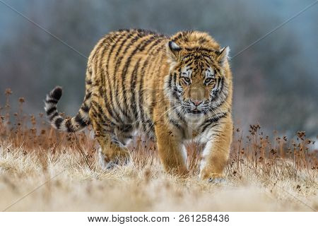 Siberian Tiger (panthera Tigris Altaica), Also Known As The Amur Tiger.