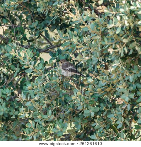 Ficedula Hypoleuca, European Pied Flycatcher Bird Hidden