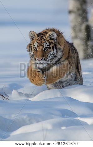 Siberian Tiger (panthera Tigris Altaica), Also Known As The Amur Tiger.