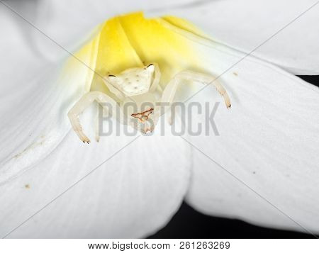 Macro Photography Of White Crab Spider Camouflage On Plumeria Flower