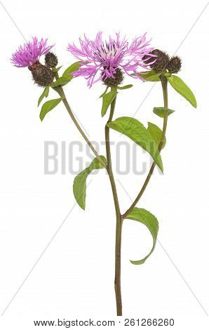 Cornflowers (centaurea Jacea) Isolated On White Background
