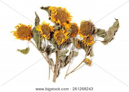 Herbarium Sunflower With Dry Pressed Plants On White