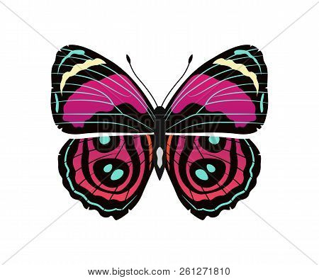Riodinidae Butterfly Metalmark With Metallic-looking Spots Wings, Morpho Butterfly Of Pink And Red C