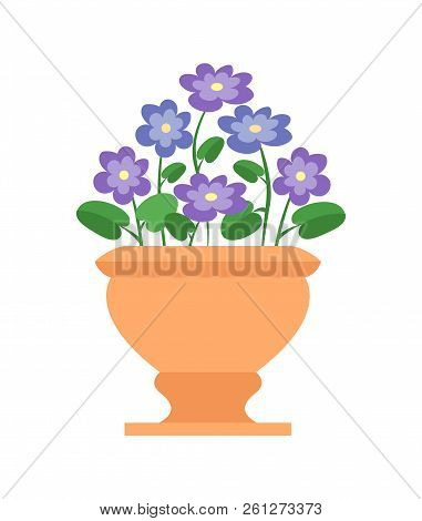 Chionodoxa Pot With Flowers, House Plant Blue Flourishing Buds In Bloom, Yellow Vase And Houseplant 