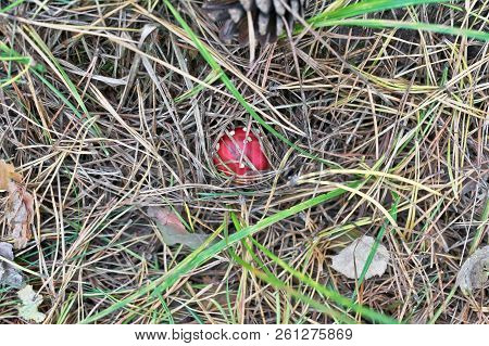Amanita Muscaria Poisonous Fungus In A Natural Environment In The Autumn Forest. Muscimol Mushroom. 