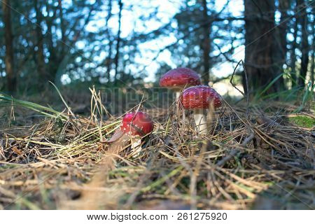 Amanita Muscaria Poisonous Fungus In A Natural Environment In The Autumn Forest. Muscimol Mushroom. 