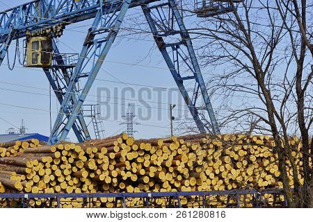 Industrial Logging. Pine Logs In The Warehouse Waiting To Be Shipped. Construction Crane For Logs