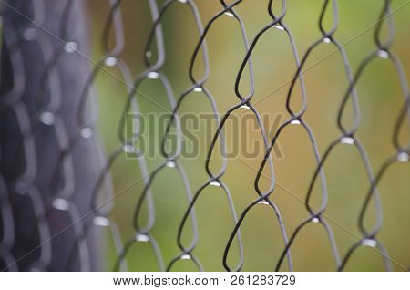 Fence From The Grid Close-up With Drops After Rain.