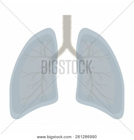Human Lung Anatomy Illustration . Illness Respiratory Cancer Gra