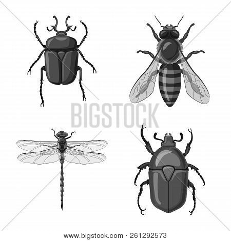 Vector Design Of Insect And Fly Icon. Set Of Insect And Element Stock Vector Illustration.