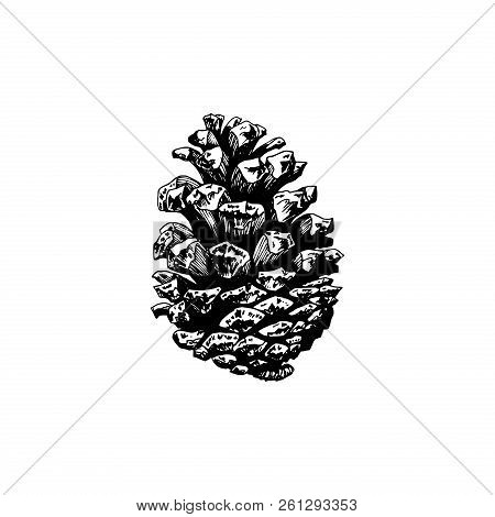 Pine Cone, Hand Drawn Illustration On White Background. Vector Design For Christmas, Officinal Logot