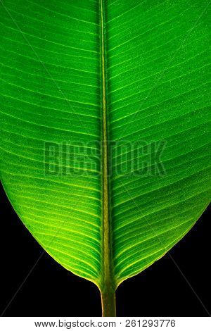 Indian Ficus Elastica Leaf Illuminated With Light Through, Isolated At Black Background, Closeup, De