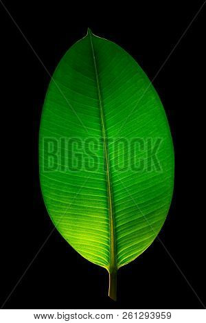 Indian Ficus Elastica Leaf Illuminated With Light Through, Isolated At Black Background, Closeup, De