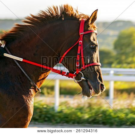 Portrait Of The Red Arab Stallion Sarbon,russia.