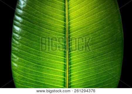 Indian Ficus Elastica Leaf Illuminated With Light Through, Isolated At Black Background, Closeup, De
