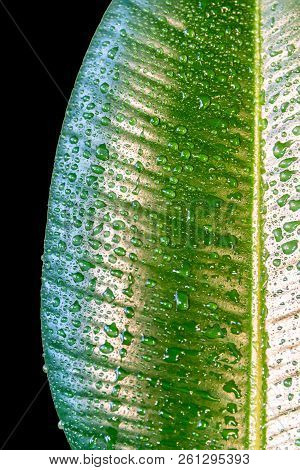 Wet With Water Drops Indian Ficus Elastica Leaf Isolated At Black Background, Closeup, Details