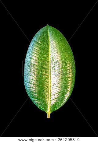 Wet With Water Drops Indian Ficus Elastica Leaf Isolated At Black Background, Closeup, Details