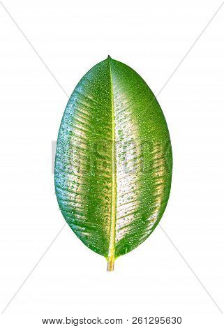 Wet With Water Drops Indian Ficus Elastica Leaf Isolated At White Background, Closeup, Details