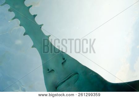 Saw Of Sawfish In Aquarium - Canada