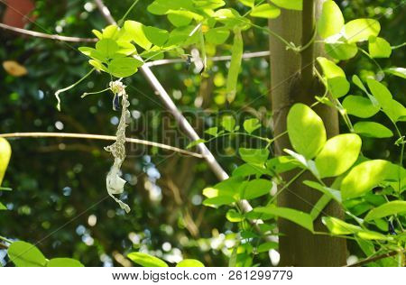 Snake Slough Skin On Butterfly Pea Tree In The Backyard Garden