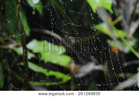 Drop Of Water On Spider Net In Forest