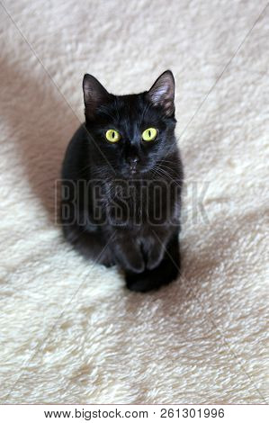 Portrait Of A Black Shorthair Cat. The Cat Looks At The Camera With A Stern Look.
