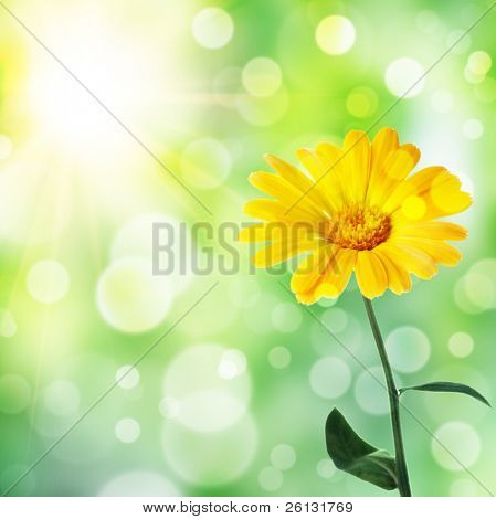 abstract floral achtergrond met bloem