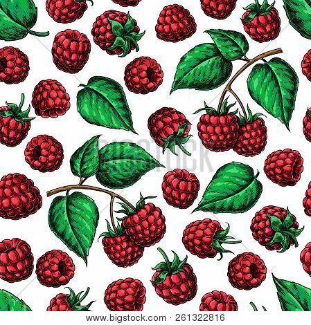 Raspberry Seamless Pattern. Vector Drawing. Isolated Berry Branc