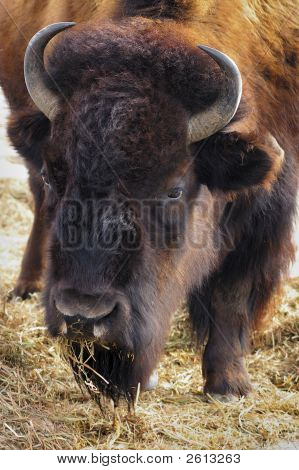 Bison