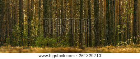 Horizontal Background - Pine Forest, Shot From The Ground Level