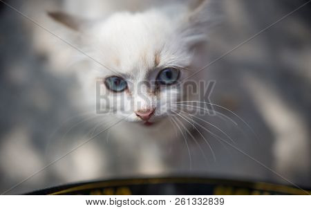 Cute White Kitten With Beautiful Eyes Looking At A Man