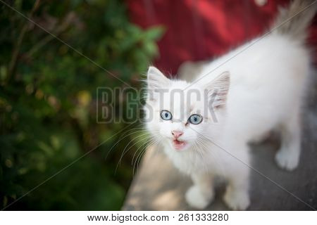 A Small Kitten Whose Beautiful Eyes Attract The Attention Of Children