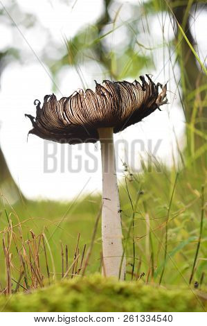 A Coprinopsis Atramentaria Mushroom In The Forest