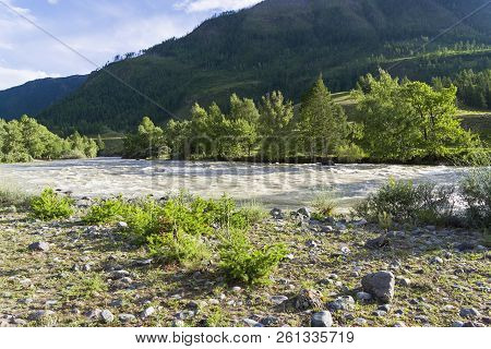 Small Larch On The Bank Of The Chuya River. The Neighborhood Of The Village Of Chibit, Altai, Russia