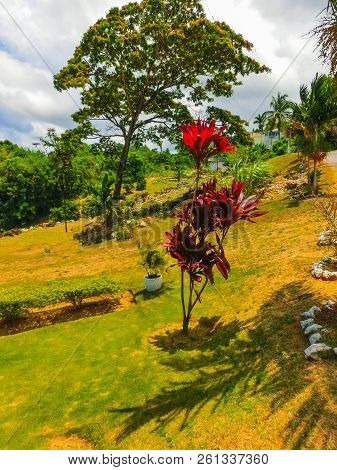 Green Natural Park Landscape Scenery At Ys Falls, Jamaica, Caribbean Island