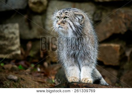 Manul Or Pallas's Cat, Otocolobus Manul, Cute Wild Cat From Asia.