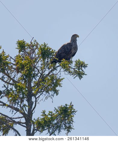 Sea Eagle Also Called White-tailed Eagle (latin: Haliaeetus Albicilla) Sitting In The Top Of A Tree