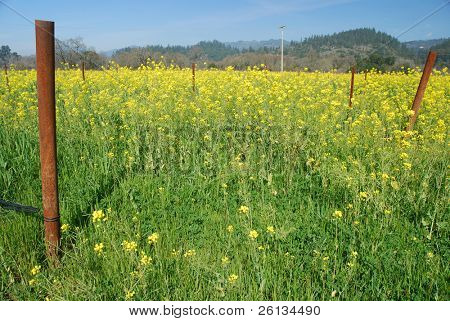 Pole hořčice květin v Napa Valley, Kalifornie - Brassica juncea, Brassica nigra