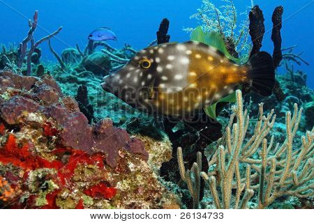 Bílá skvrnitý Filefish (Cantherhines macrocerus