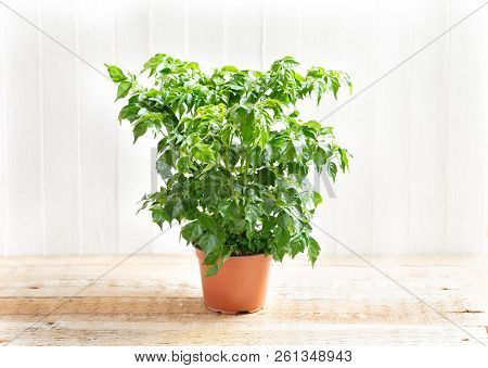 Radermahera In A Flower Pot On A Light Wooden Background