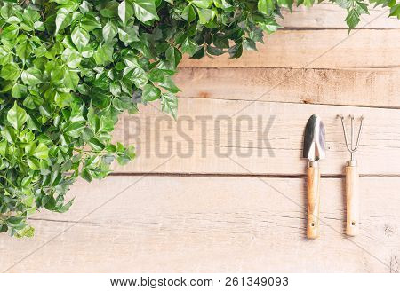 Table Gardener. Leaves Radermahera In A Flower Pot On A Light Wooden Backgroundon A Light Wooden Bac