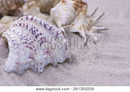 Large Seashells On The Sand. Summer Beach Background