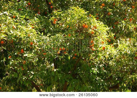 Orange tree dando i suoi frutti nel frutteto illuminata dal sole