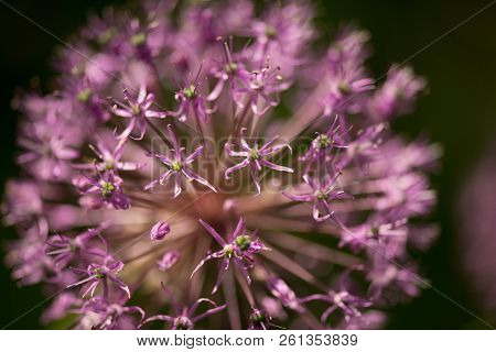 Macro Photo Of Beautiful Violet Alium Flowers