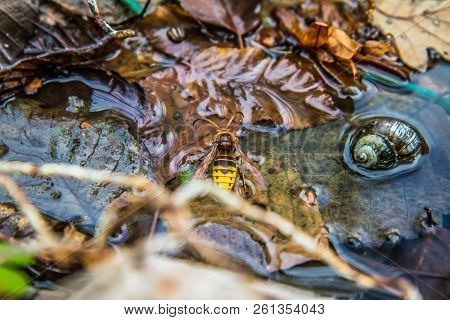 The European Hornet (vespa Crabro) On A Leaf In A Stream