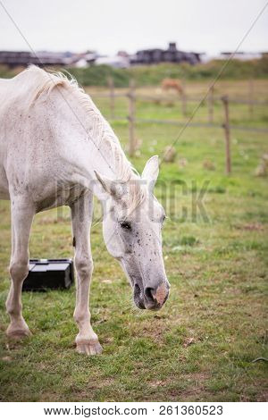 An Horse Living In Animal Shelter In Belium