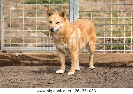 A Dachshund Adult Dog Living In Belium