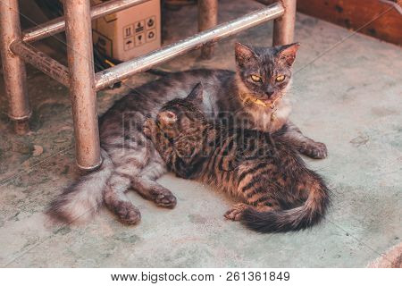 Mother Cat With Expressive Demonic Yellow Eyes Feeds An Adult Child